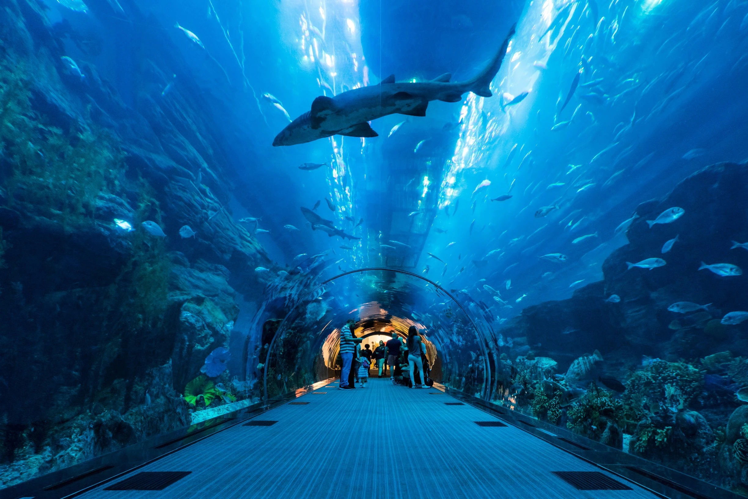 dubai aquarium