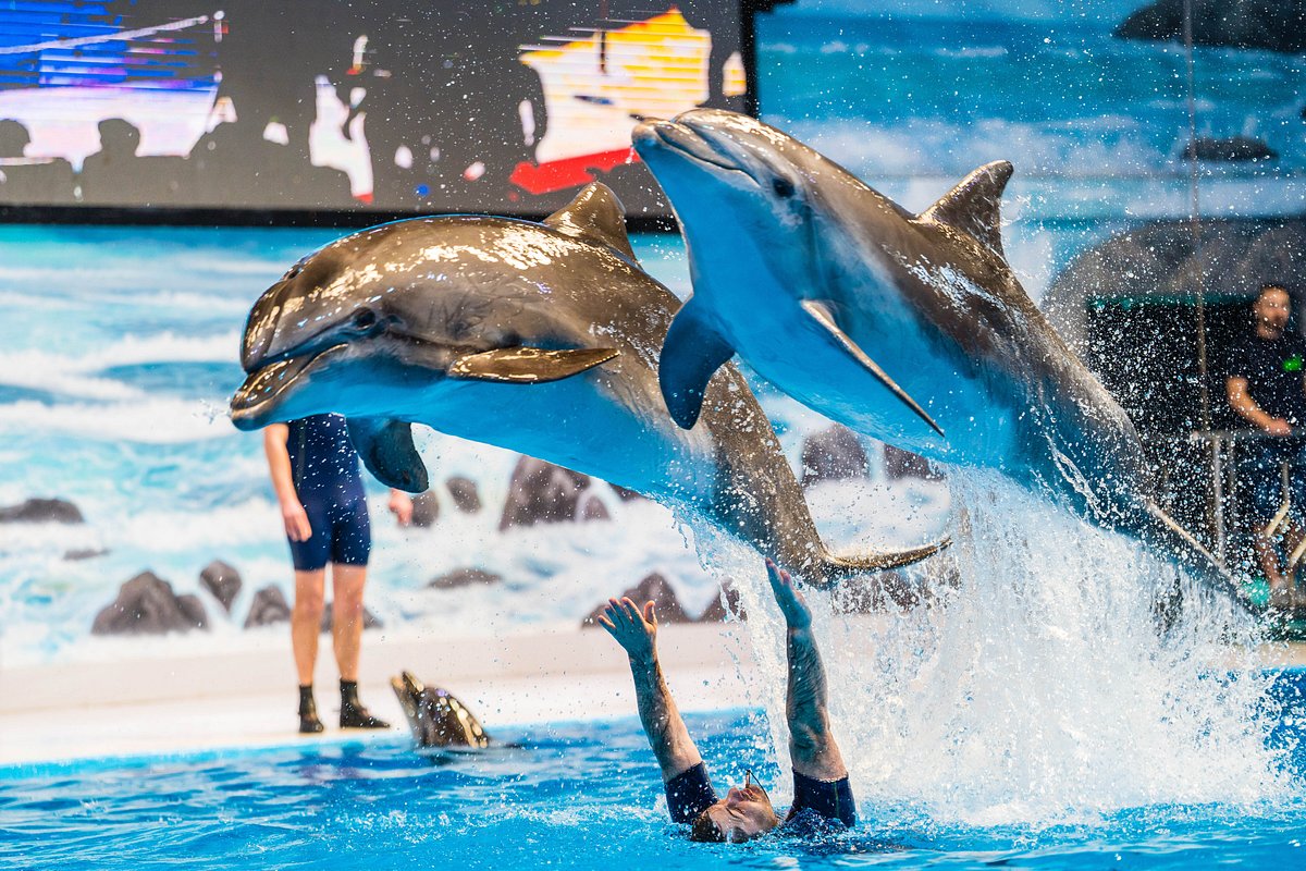 dubai dolphinarium