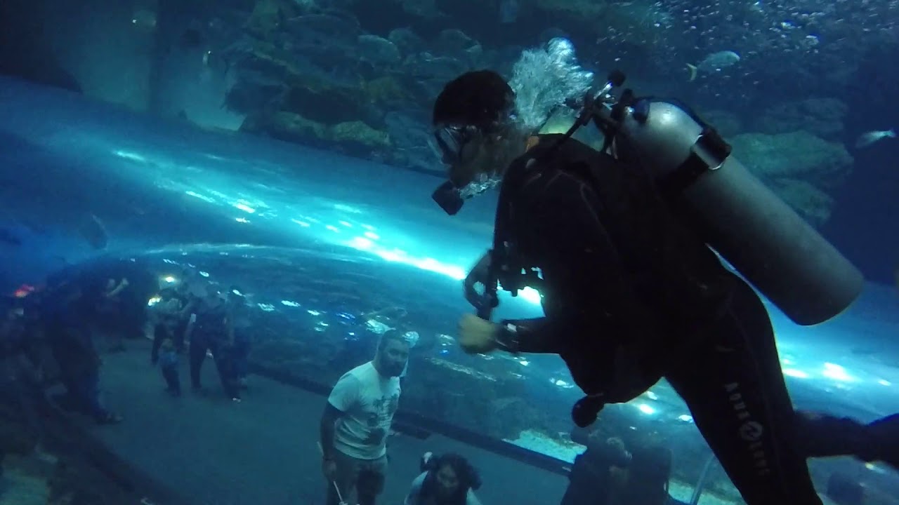 scuba diving - Dubai Aquarium and Underwater Zoo