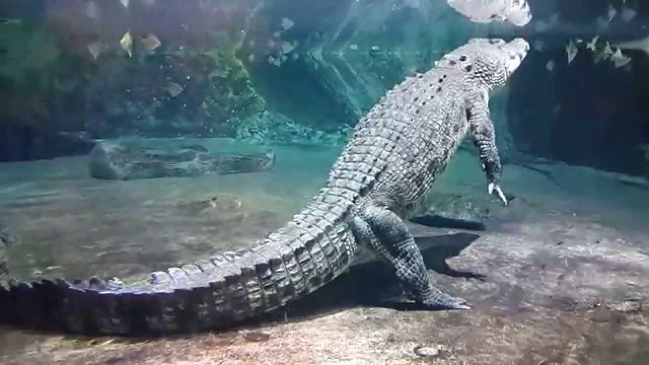 Dubai Aquarium and Underwater Zoo