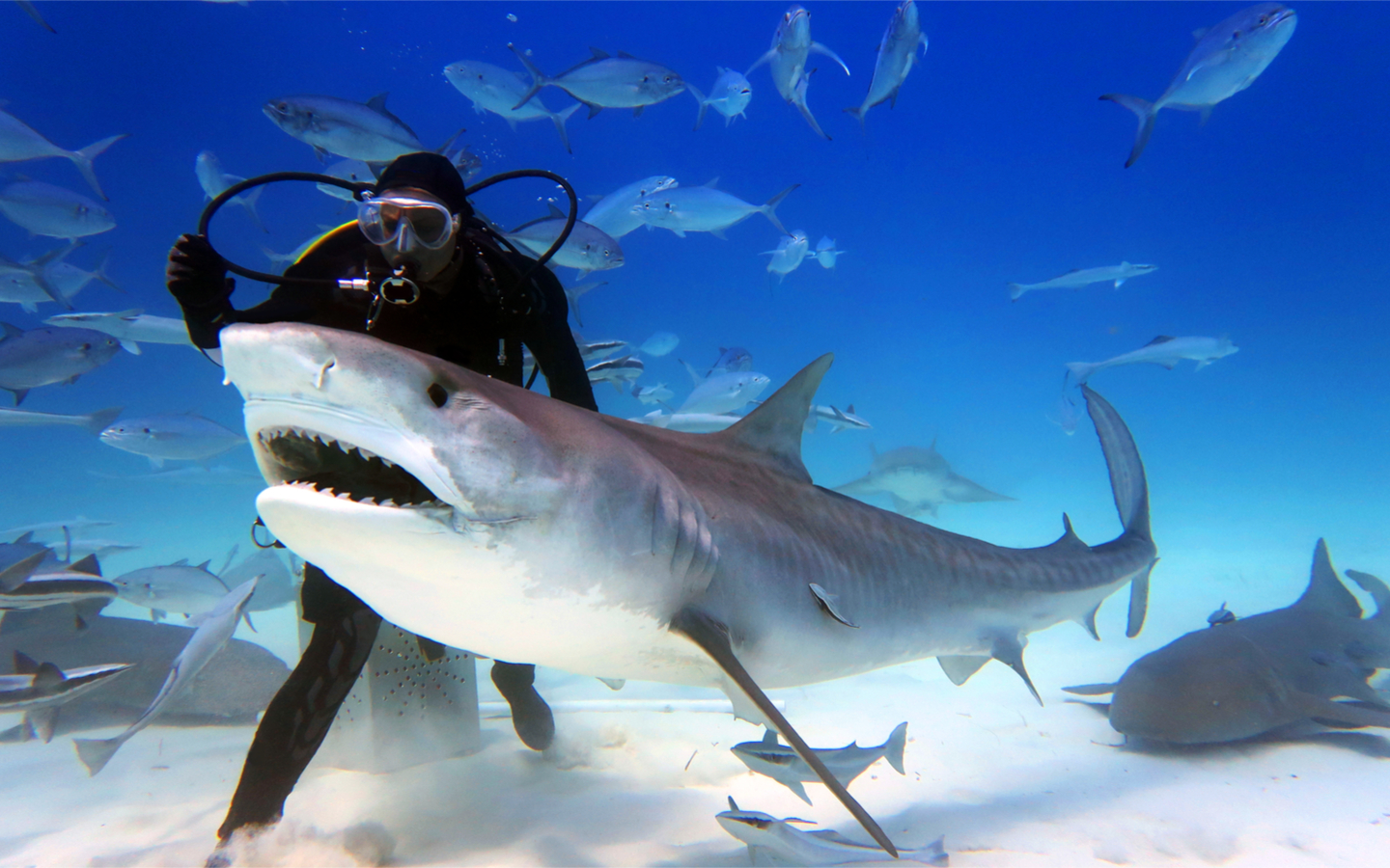 Dubai Aquarium and Underwater Zoo