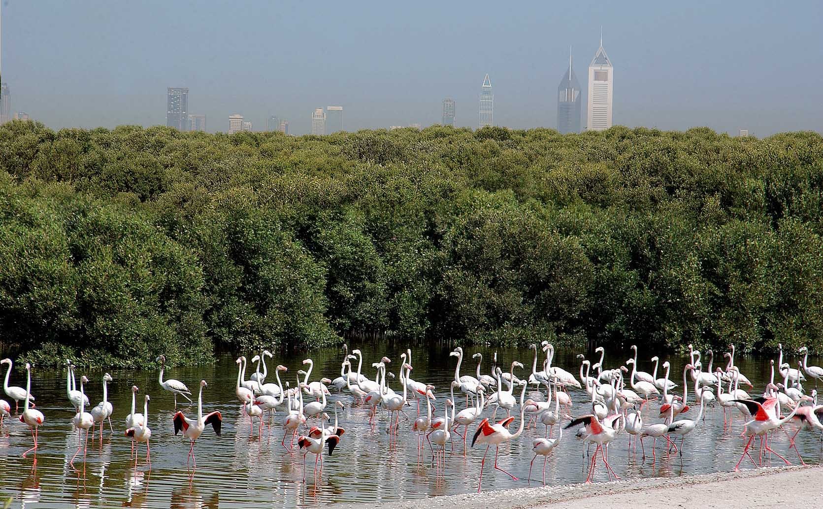 Ras Al Khor Wildlife Sanctuary