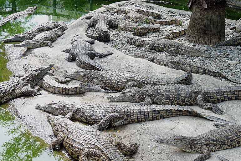 dubai crocodile park