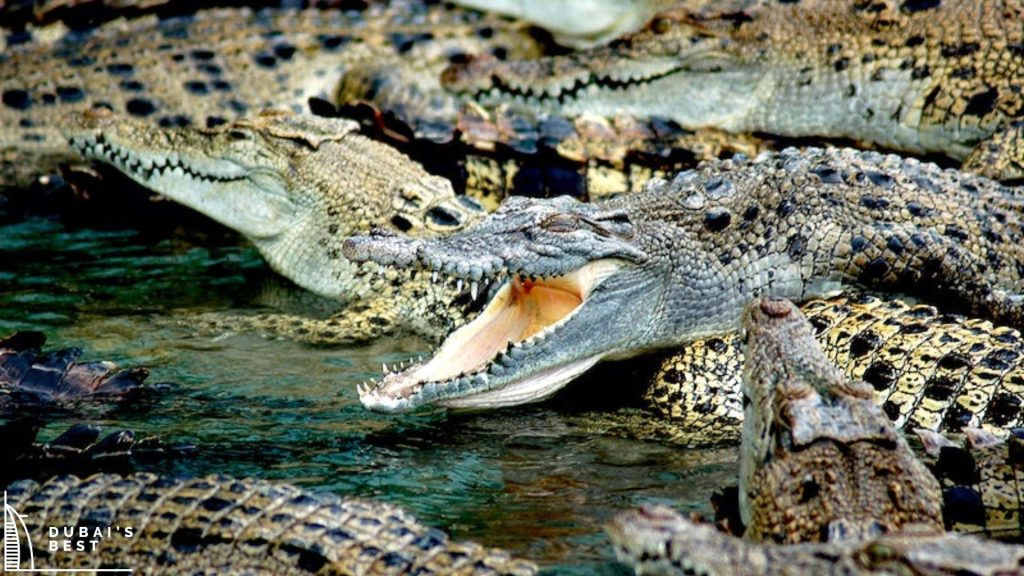 dubai crocodile park