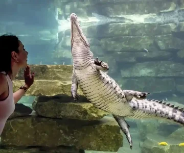 dubai crocodile park